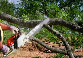 Reliable Naugatuck, CT Tree Services Solutions