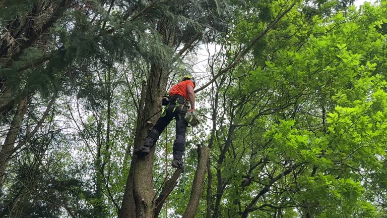 Best Tree Removal Service  in Naugatuck, CT