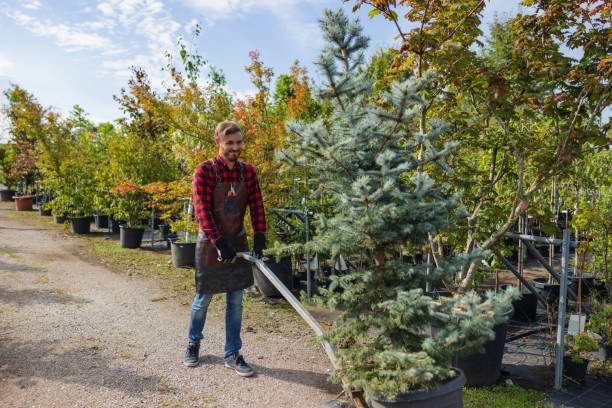 Best Tree Removal Service  in Naugatuck, CT